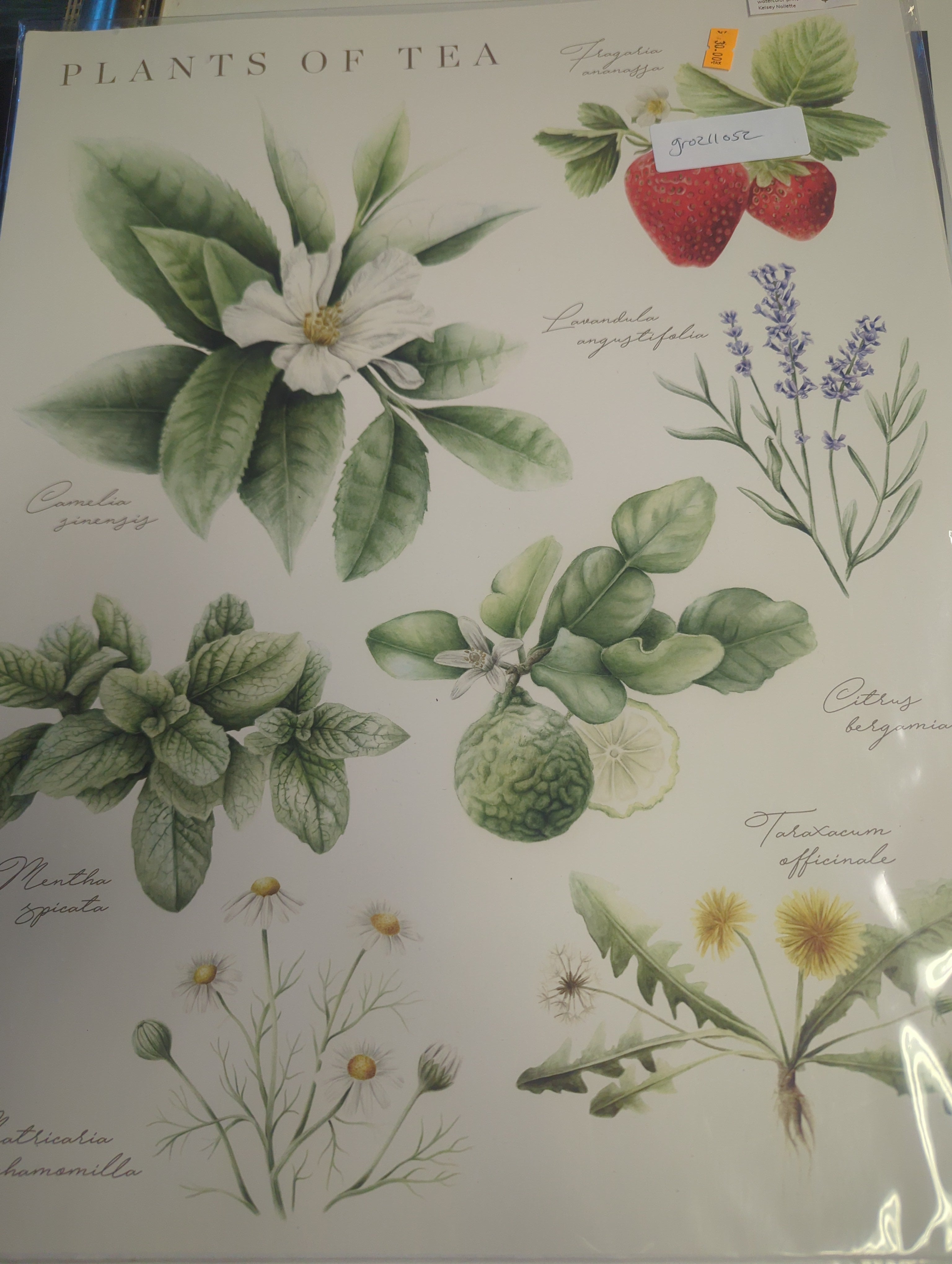 Plants of tea print