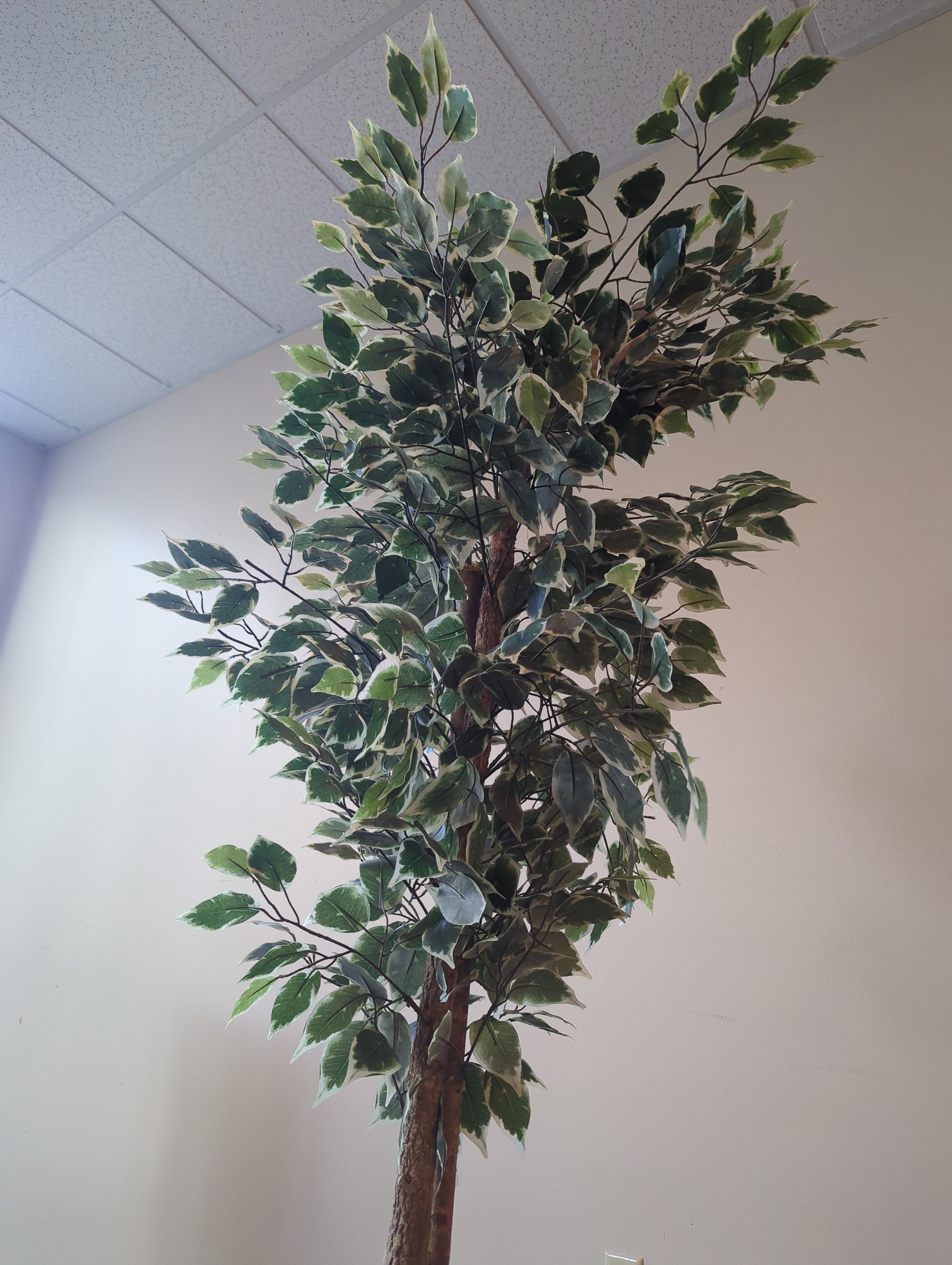 Artificial Ficus Tall Floor Plant